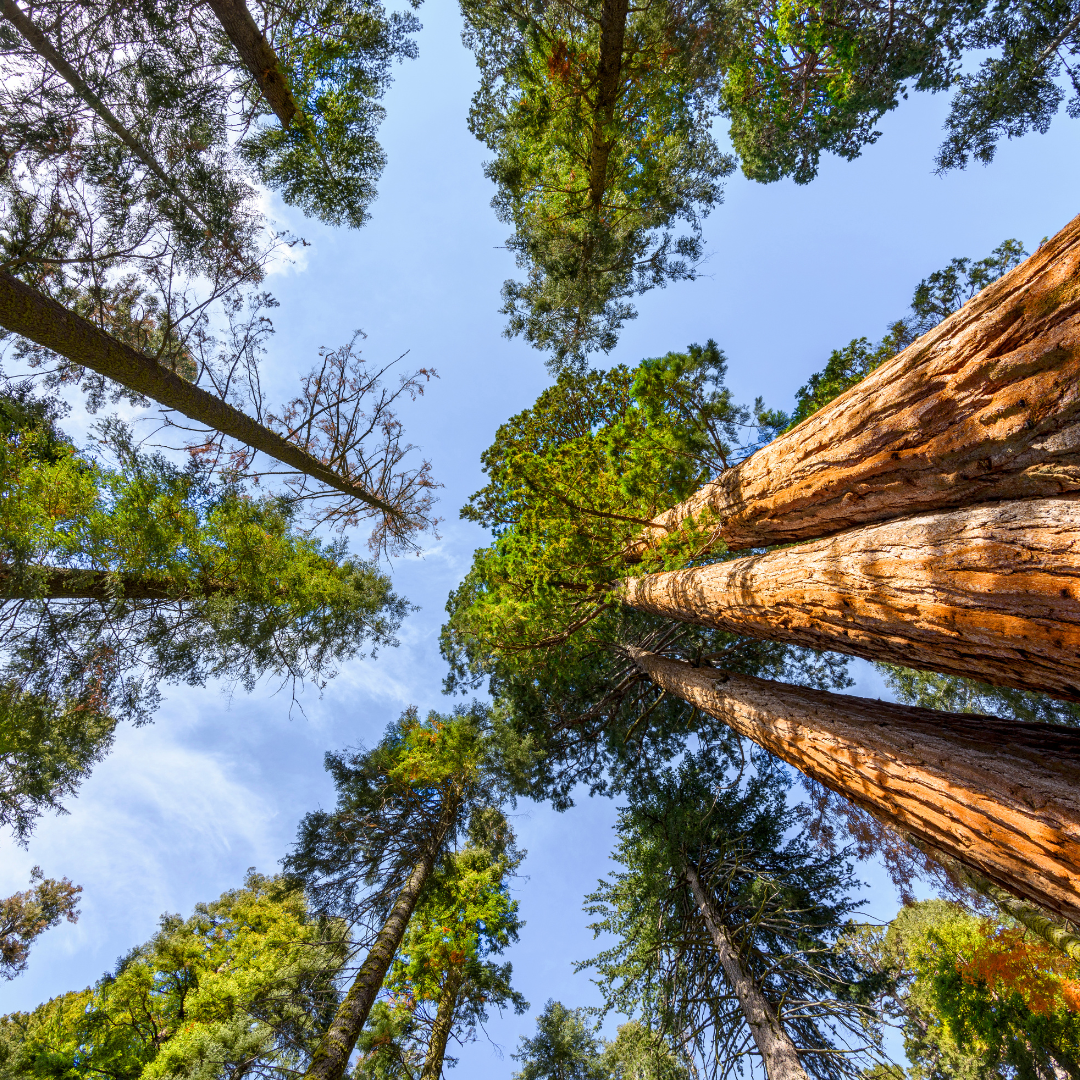 Torgansa e o Compromisso com o Projeto Florestas do Futuro